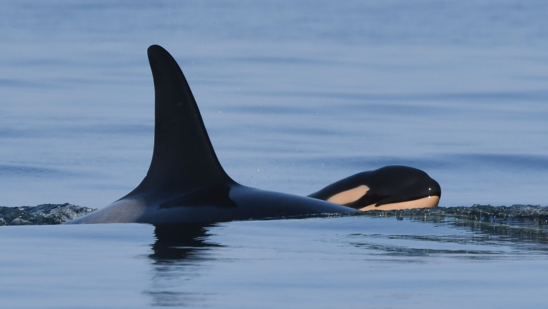 FILE - The orca mother that sparked international headlines by carrying her dead calf for 17 days in waters off the Pacific Northwest coast in 2018 has given birth again. The Centre for Whale Research says a new calf was spotted on Saturday with a pod of endangered southern resident killer whales and the mother has been identified as J35, or Tahlequah, shown in a handout photo. THE CANADIAN PRESS/HO/Katie Jones, Center for Whale Research MANDATORY CREDIT