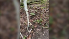 This noose was reportedly found in Warbler Woods on Monday, Sept. 7, 2020. London police say they are investigating. (Twitter / Sara MacDonald)