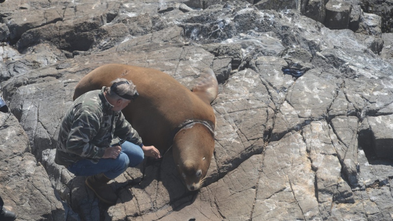 Photos of the encounter appear to show scarring around the sea lion's neck while conservationists work to remove the obstruction. (Race Rocks Ecological Reserve).