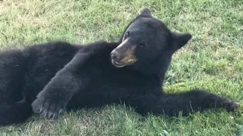 Marion Mitchell-Mosher accidentally struck this black bear on a Nova Scotia highway. She says she was horrified when officials with the Department of Lands and Forestry shot and killed the animal. (Marion Mitchell-Mosher/Facebook)