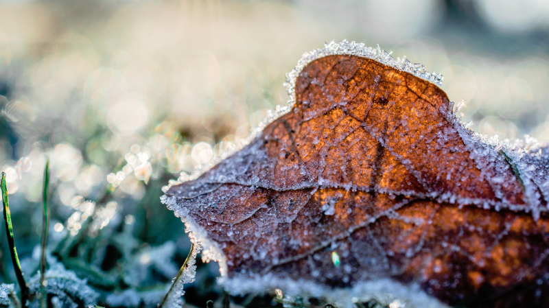 Environment Canada has issued a frost advisory for the Ottawa Valley. (Credit: photos_by_ginny/Pexels)