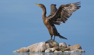 File picture of a cormorant.