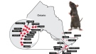 Orkin Canada has released its list of the Top 25 rattiest cities in Ontario, Sept. 15, 2020. (Courtesy Orkin Canada)