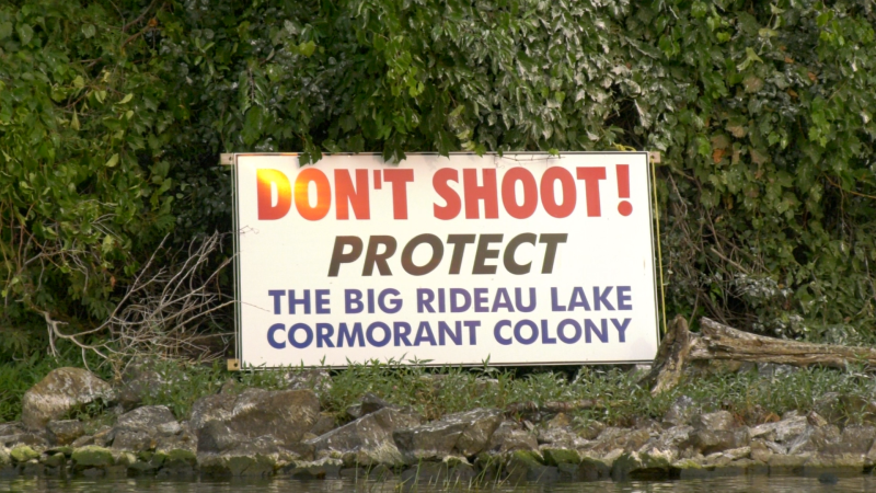 A sign on an island on Big Rideau Lake urging hunters not to shoot the local cormorants. (Nate Vandermeer / CTV News Ottawa)