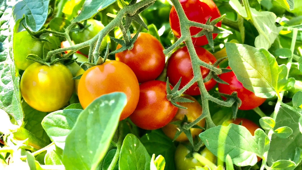 Tomatoes in garden