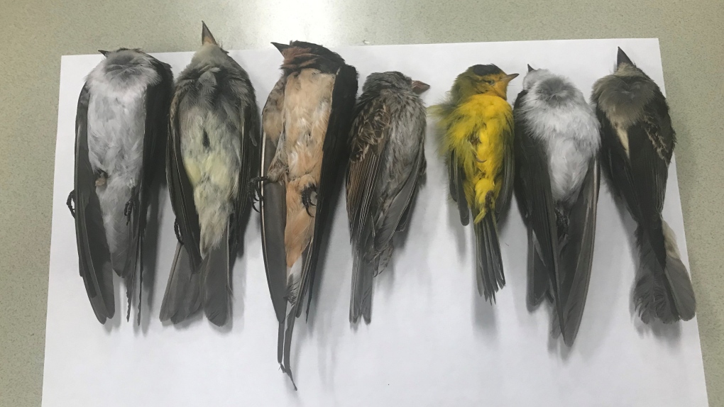 Dead birds