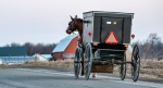 Horse and buggy, horse and cart
