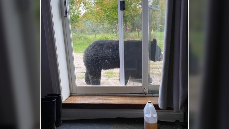 A black bear was spotted outside a home near Athens, Ont. on Thursday, Sept. 17. (Photo courtesy: Twitter/OPP_ER)