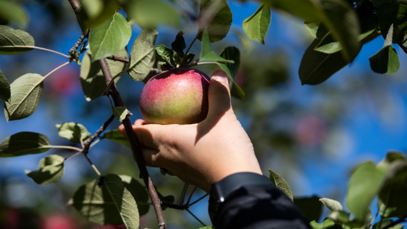 A visitor picks a McIntosh apple at AppleStock Orchard in Winchester, Ont., near Ottawa, on Saturday, Sept. 19, 2020. (Justin Tang/THE CANADIAN PRESS)