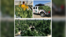 Chatham-Kent police seized more than $7.3 million in cannabis from an illegal operation at a Chatham greenhouse. (courtesy Chatham-Kent Police)