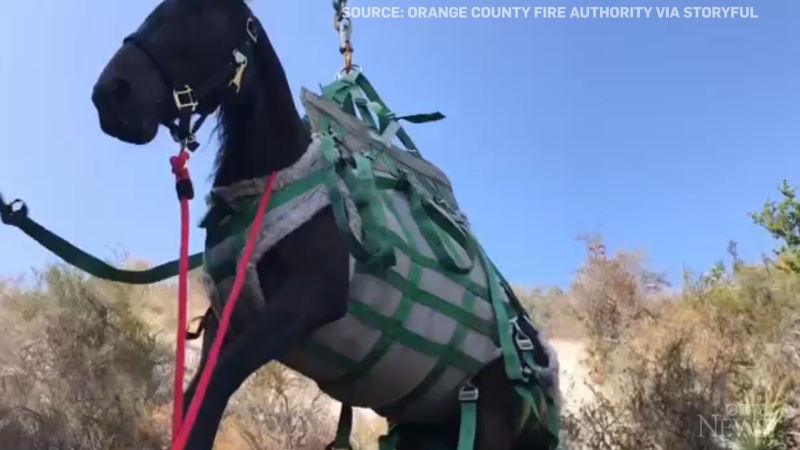Eight-year-old horse airlifted to safety and reunited with its owner after tumbling down 18 metres into ravine in a Calif. wilderness park.