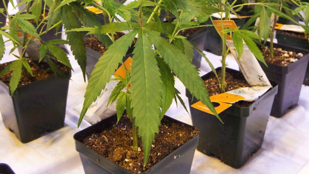 Aurora Cannabis seedlings