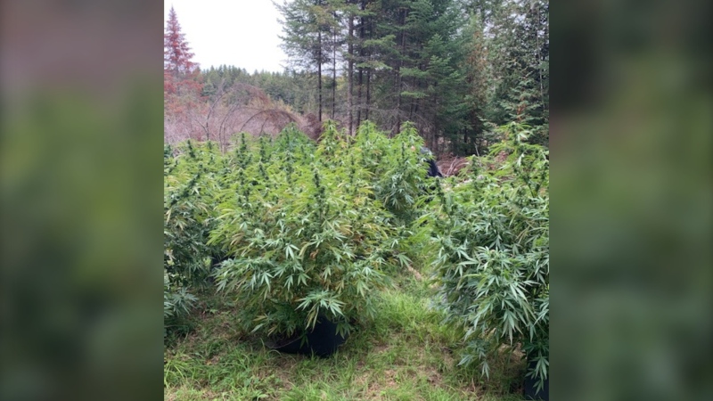 New Brunswick RCMP have seized and destroyed 400 cannabis plants plants following the discovery of an illegal growing operation in Southhampton, N.B., near Nackawic. (Photo via N.B. RCMP)