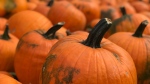 Pumpkins at a pumpkin patch are seen in this photo, taken September 26, 2020. (Stefanie Davis/CTV News)