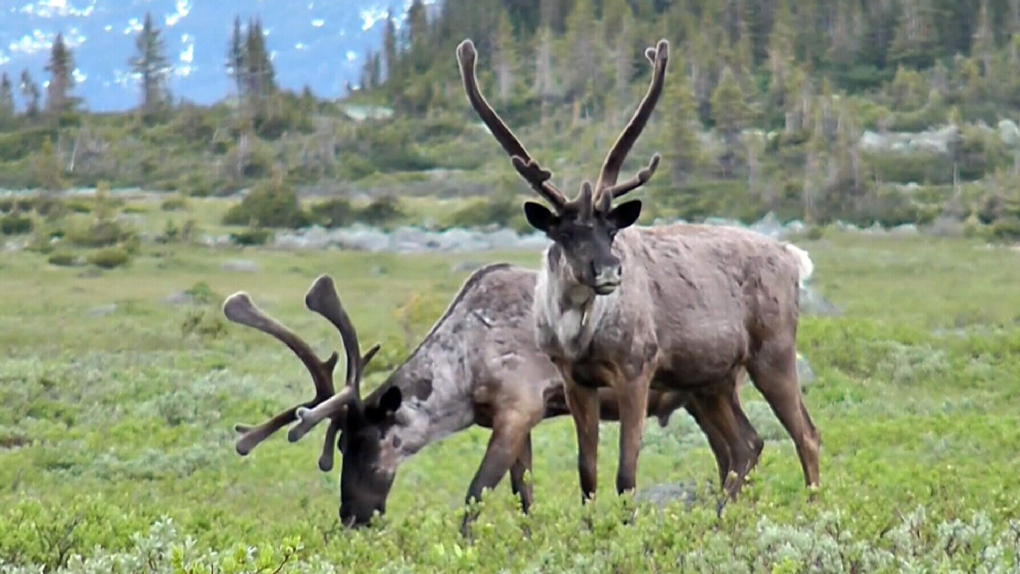 Mountain caribou