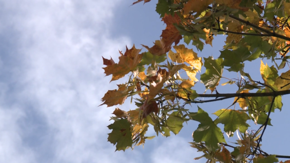 Ottawa autumn fall sky maple leaf colours