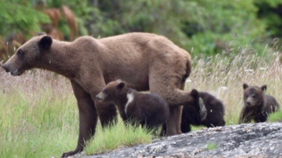 grizzly bears Mamalilikulla First Nation