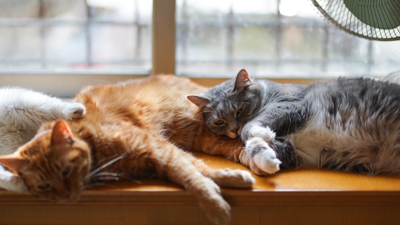Relaxing cats are seen in this image. (Pexels) 