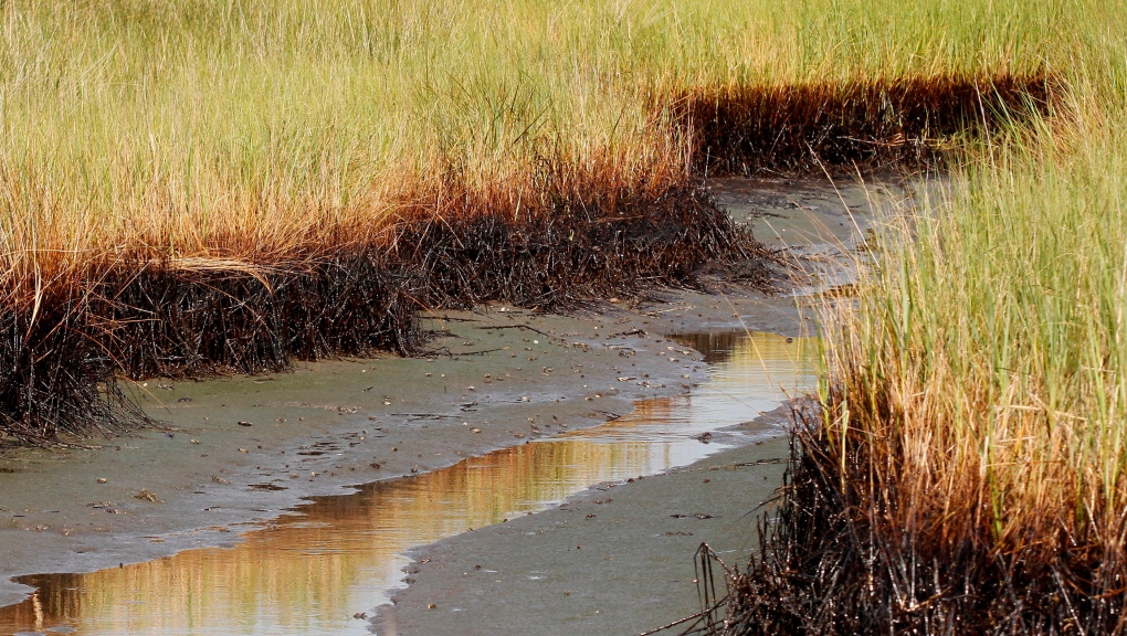 BP oil marsh