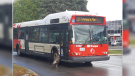 An OC Transpo bus slows down to pass a wild turkey in Ottawa's south-end on Wednesday. (Bonnie Taylor/CTV Ottawa viewer)