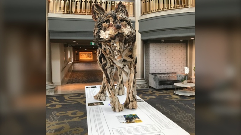 The driftwood sculpture stands on a display table that tells Takaya’s story and has multiple pictures of him in the wild.