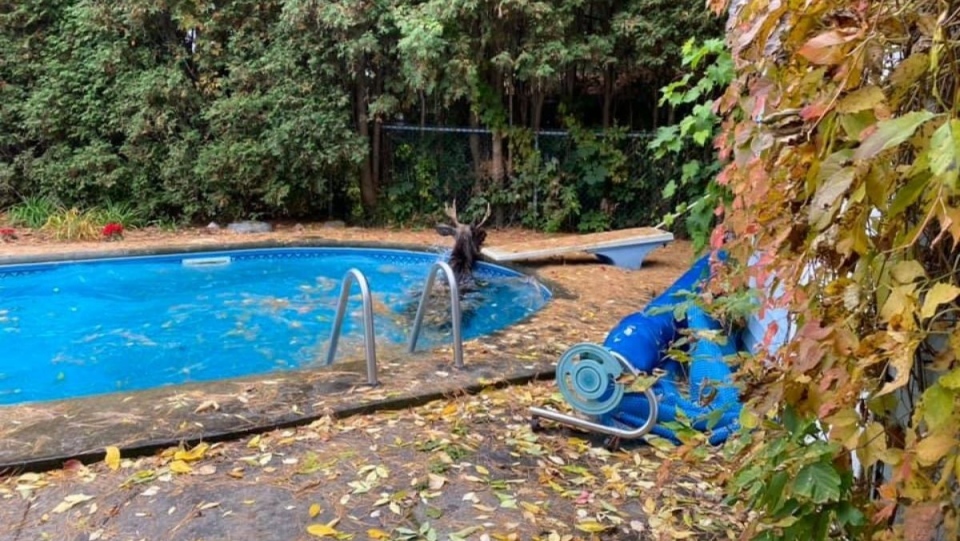 Moose takes a swim in Trois-Rivieres