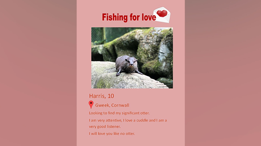 seal dating profile