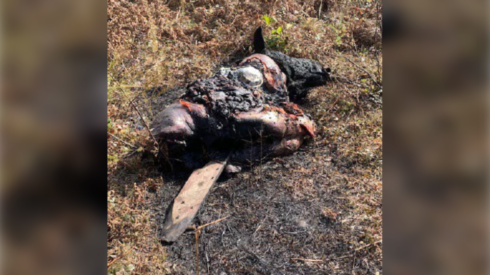 Burned moose carcass left in Mississauga First Nat