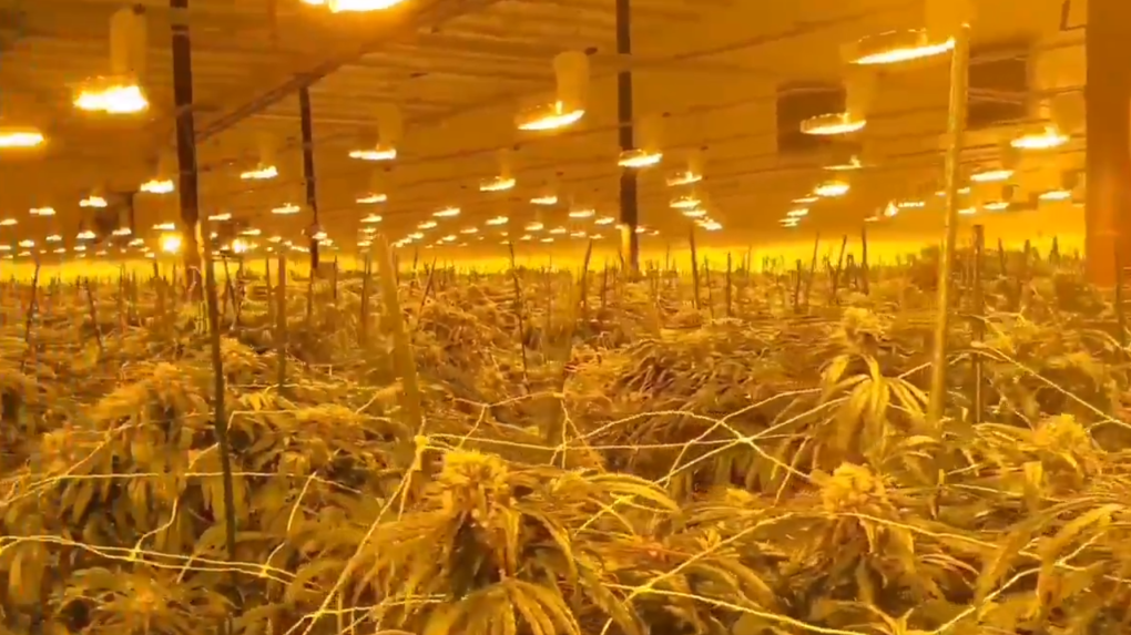 Cannabis plants in a room