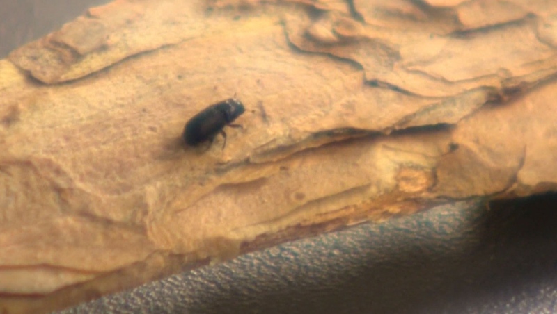The tiny mountain pine beetle has been responsible for destroying millions of pine trees throughout Canada over the past 15 years.