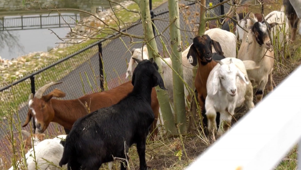calgary, goats, weeds, imperial oil, plants