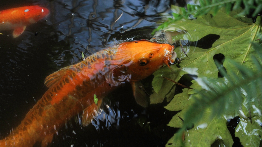 Vancouver's oldest koi relocates to otter-free zone in Bloedel