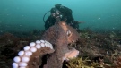 Campbell River is described as one of the best spots to see octopuses, according to divers and marine biologists: (Tricia Stovel and Krystal Janicki)