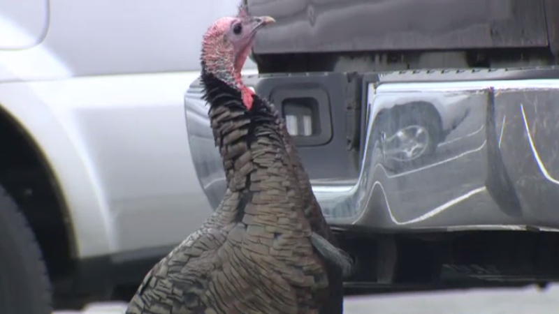 This turkey, known affectionately as "Waddle Lou," has been gaining a lot of confidence walking around Lincoln Heights.