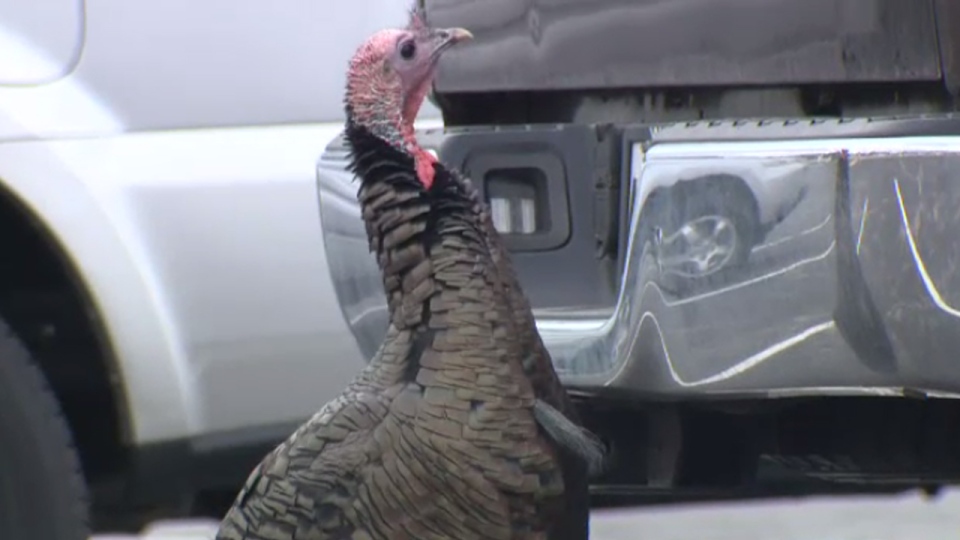 A turkey inspects its reflection on a car