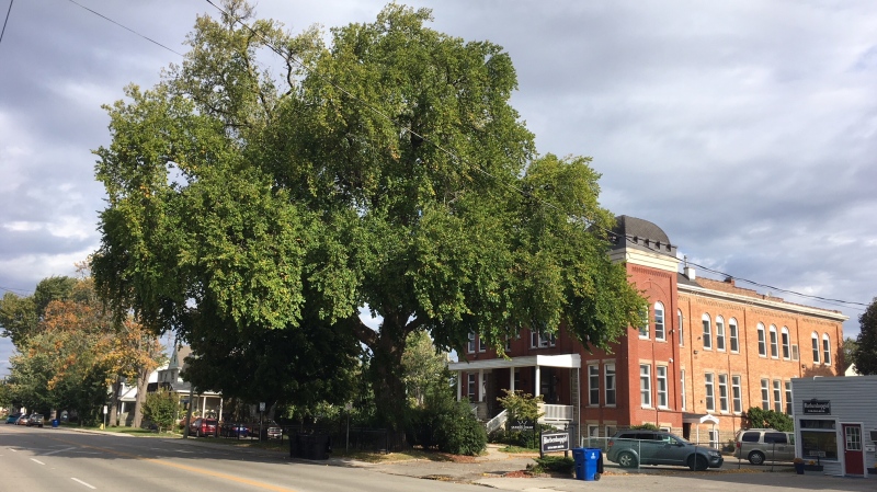 The Lower Thames Valley Conservation Authority is seeking trees in Chatham-Kent, Ont. to be included in the Heritage Tree Project with Forest Ontario. (Chris Campbell/CTV Windsor)