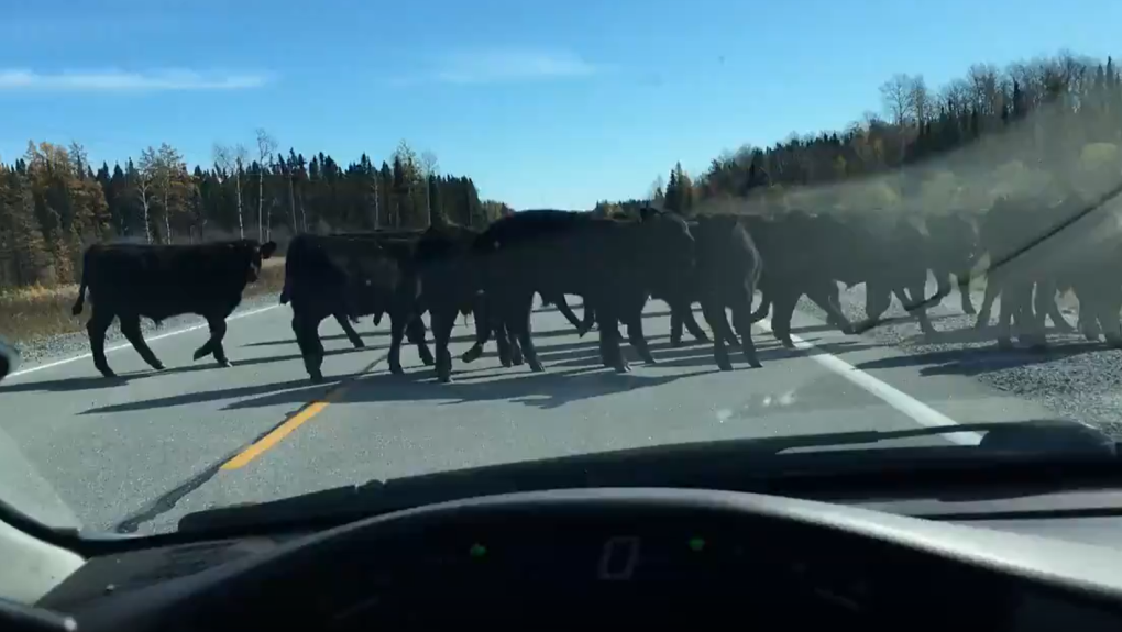 Loose cattle roaming around northeastern Ontario