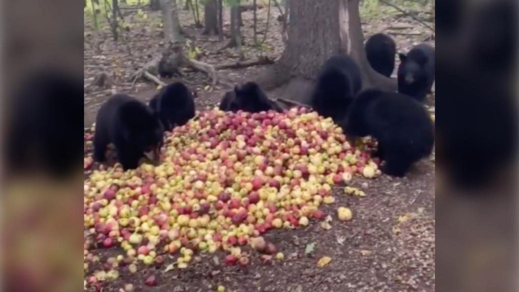 bear cubs apples