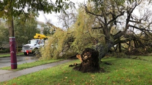 fallen tree