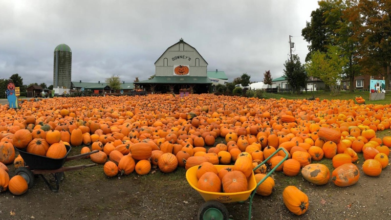 Downey's Farm in Caledon, Ont. is closing down its front lawn pumpkin patch for the first time in 30 years due to the COVID-19 pandemic. (Downey's Farm/Facebook)