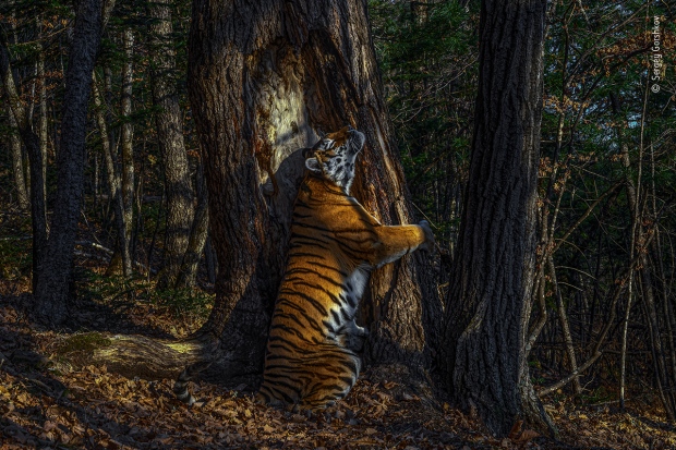 Sergey Gorshkov <br><br>
Winner 2020, Animals in their Environment, GRAND TITLE WINNER<br><br>
With an expression of sheer ecstasy, a tigress hugs an ancient Manchurian fir, rubbing her cheek against bark to leave secretions from her scent glands. She is an Amur, or Siberian, tiger, here in the Land of the Leopard National Park, in the Russian Far East. 
The race – now regarded as the same subspecies as the Bengal tiger – is found only in this region, with a small number surviving over the border in China and possibly a few in North Korea. Hunted almost to extinction in the past century,
the population is still threatened by poaching and logging, which also impacts their prey – mostly deer and wild boar, which are also hunted. But recent (unpublished) camera-trap surveys indicate that greater protection may have resulted in a population of possibly 500–600 – an increase that it is hoped a future formal census may confirm. Low prey densities mean that tiger territories are huge. Sergey knew his chances were slim but was determined to take a picture of the totem animal of his Siberian homeland. Scouring the forest for signs, focusing on trees along regular routes where tigers might have left messages – scent, hairs, urine or scratch marks – he installed his first proper camera trap in January 2019, opposite this grand fir. But it was not until November that he achieved the picture he had planned for, of a magnificent tigress in her Siberian forest environment. 
<br><br>Wildlife Photographer of the Year is developed and produced by the Natural History Museum, London

<br><br>Wildlife Photographer of the Year exhibition is on at the Royal Ontario Museum, Toronto, from Nov. 21 to May. 2 