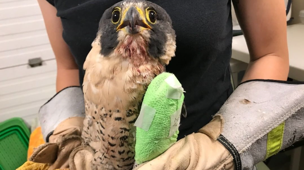 Thunder, a 15-year-old falcon had to be euthanized