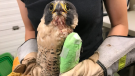 Thunder, a 15-year-old falcon had to be euthanized Sunday October 18, 2020 due to suffering (Source: Instagram - Salthaven_Org)