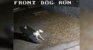 An image from surveillance video shows a dog being dropped of at the Humane Society of London and Middlesex in London, Ont. on Friday, Oct. 16, 2020. (Source: HSLM / Facebook)