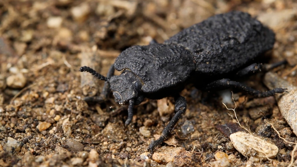 Diabolical ironclad beetle