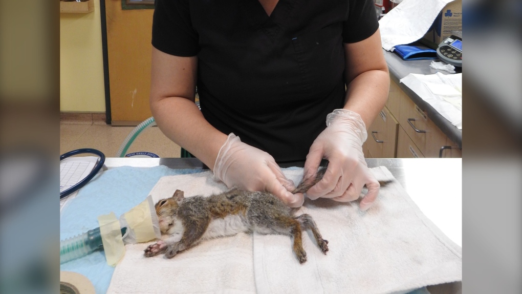 Injured squirrel