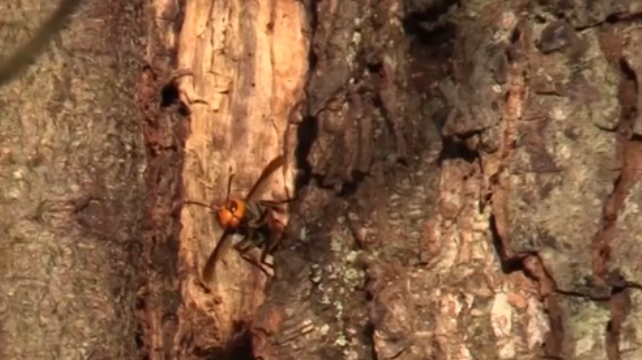 Giant asian hornet discovered in Washington state.