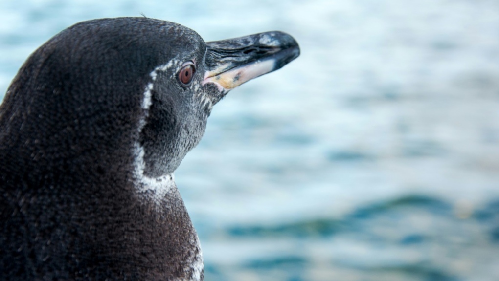 Galapagos penguin