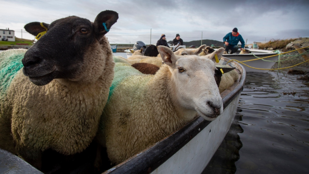 Ferryland sheep