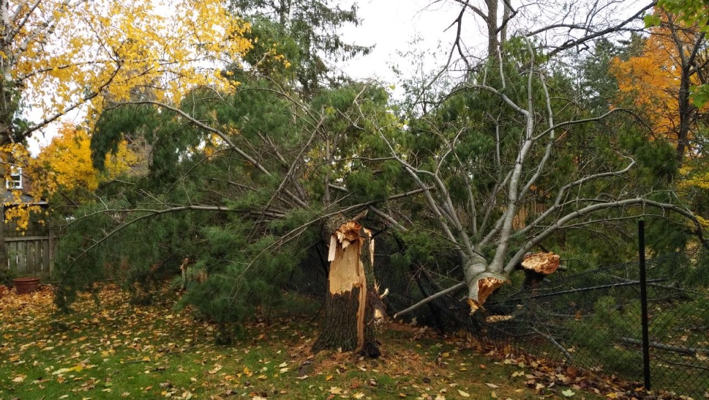 A broken tree after a tornado and storm